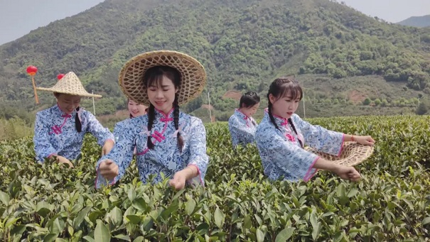 漳平市舉辦2024年漳平水仙茶開采節(jié)
