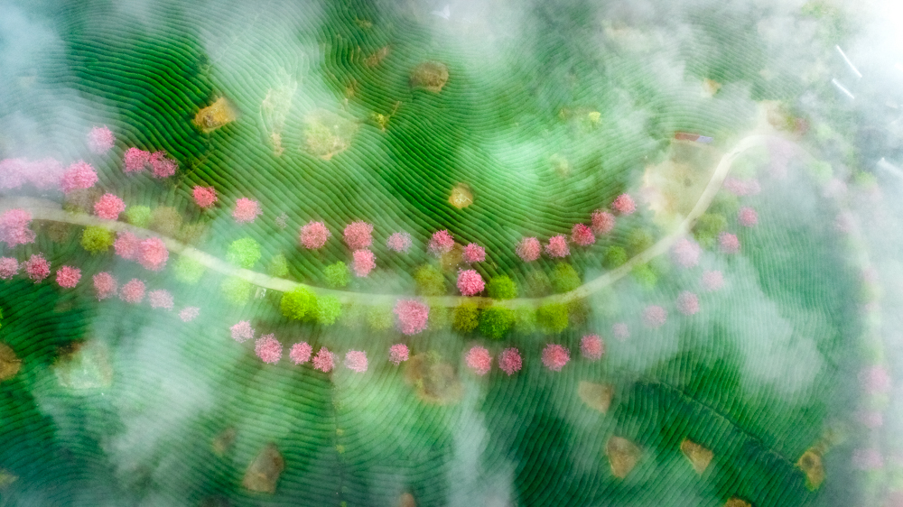 《薄雾轻纱披茶山》华荣丽.jpg