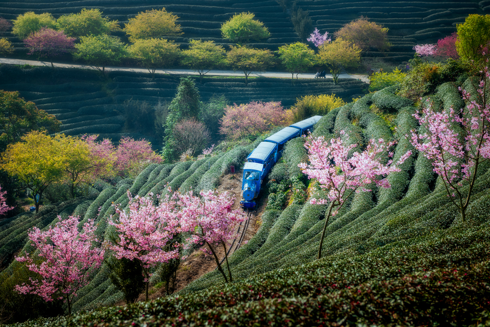 《徜徉花海》华荣丽13959050619.jpg